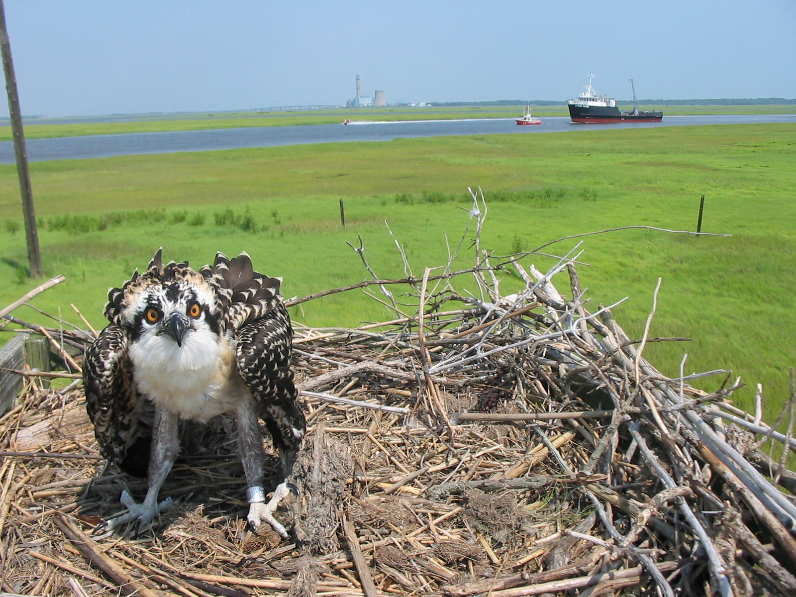 An Osprey is facing the camera in its nest along the Great Egg. A ship and tug boat can be seen in the distant on the water.