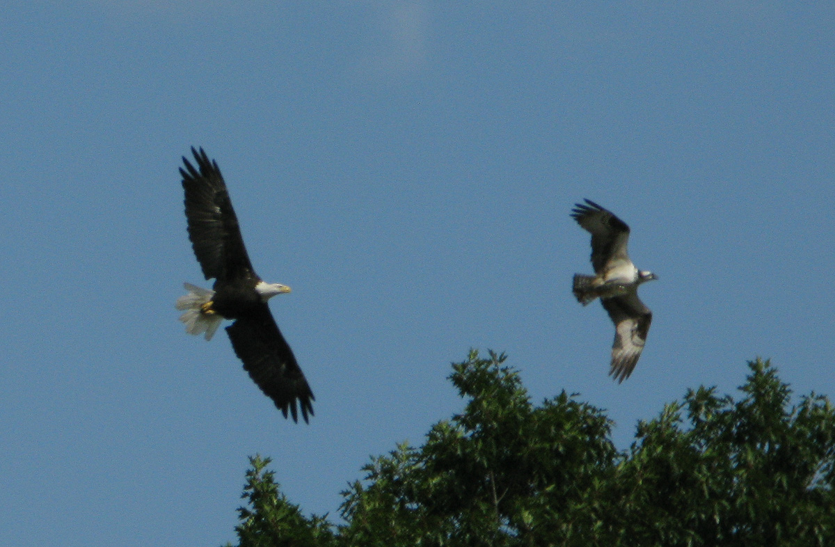 An eagle and a falcon in flight along the Lamprey River.