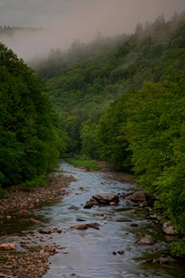 The Westfield Wild and Scenic River flowing through a thick forest. The Riverbanks are strewn with many rocks with a few larger rocks peeking out from the middle of the river. There is fog rolling out from the top of the trees.